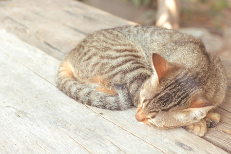 A little cat sleeping on table that is relaxed in font of house, soft focusの写真素材
