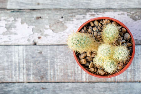 The cactus on wood floorの写真素材