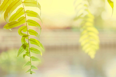 Fern leaves in sunshine