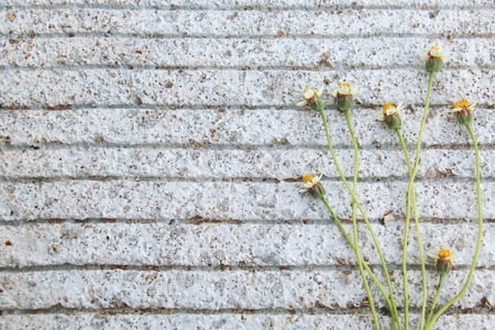 meadow flowers on floor background.の写真素材