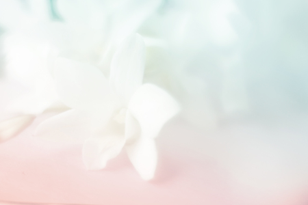 Pastel color orchid flowers in soft and blur style.Vintage background.の写真素材