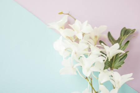 White orchid on two tone paper backgroundの写真素材