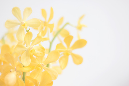 yellow orchid on white fabric backgroundの写真素材