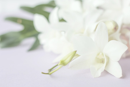 White orchid on purple paper backgroundの写真素材