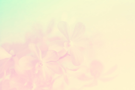 orchid flowers with pastel color background,Blurry focus photoの写真素材
