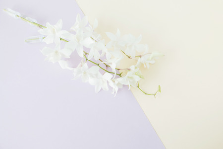 White orchid on pastel color background,Soft and blurry focus photoの写真素材