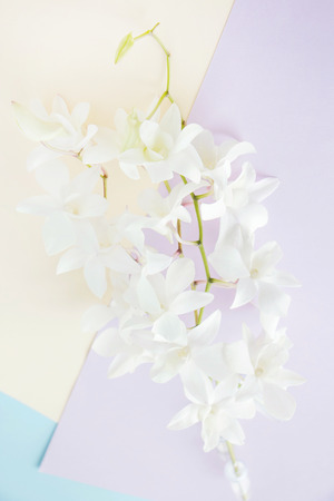White orchid on pastel color background,Soft and blurry focus photoの写真素材