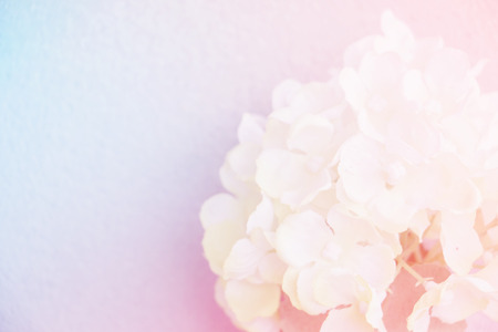 Sweet and pastel color orchid flower ,Soft and blurry focus photo in vintage styleの写真素材