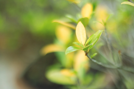 green leaf of plants with blurred nature background