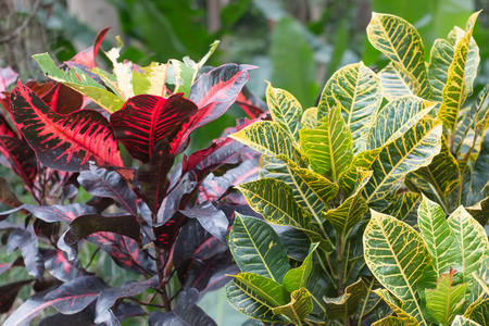 Colorful leaf in garden ,Codiaeum variegatum tree in square frame