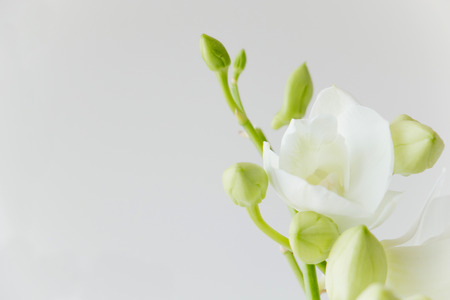 White orchid on gray color backgroundの写真素材