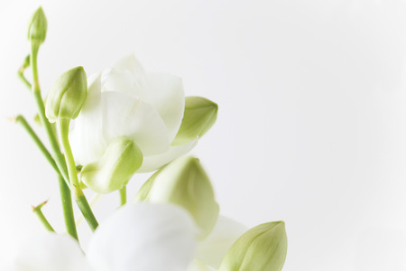 White orchid on white backgroundの写真素材