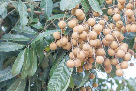 The tree longan in the garden, Fresh fruit organicの写真素材