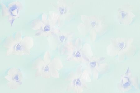 Sweet and pastel color  flower, Soft and blurry focus photo in vintage style
