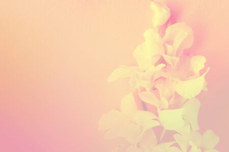 Soft and blurry focus on the sweet flowers with a pastel background.