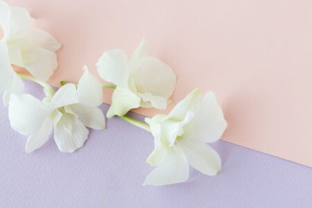Soft and blurry focus on the sweet flowers with a pastel background.の写真素材
