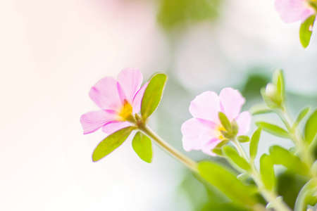 Sweet and pastel color  flower ,Soft and blurry focus photo in vintage style,blurry imageの写真素材