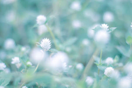 Sweet and pastel color  flower ,Soft and blurry focus photo in vintage style,blurry imageの写真素材