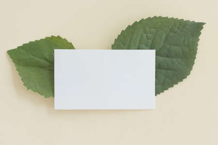 Mockup of a white paper card on pastel background, Creative design for pastel wallpaper.の写真素材