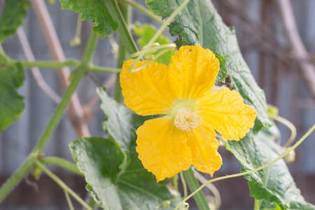 A yellow of the flower pumpkin in the garden