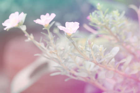 Sweet and pastel color  flower ,Soft and blurry focus photo in vintage style,blurry imageの写真素材