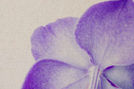 Beautiful purple orchid flowers on a cardboard background.の写真素材