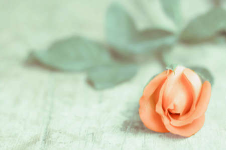 light pink roses in soft color and blur style for background