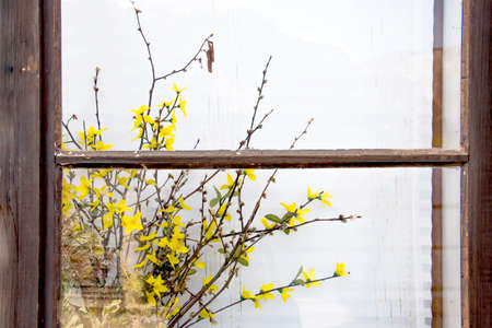 Beautiful yellow flower in front of the windowの写真素材