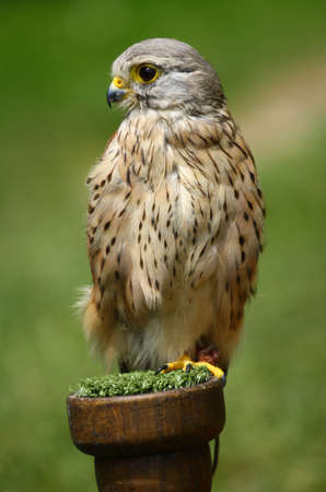 Kestrelの写真素材