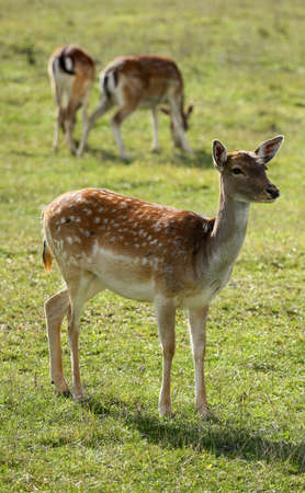 fallow-deerの写真素材