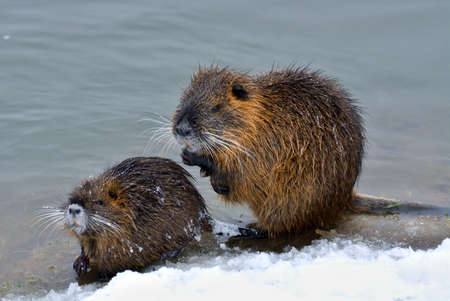 Nutriaの写真素材