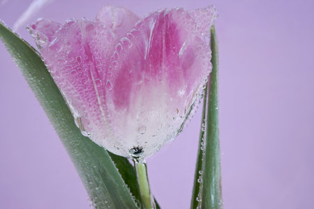 Pink tulip with dew drops close-up on a purple background