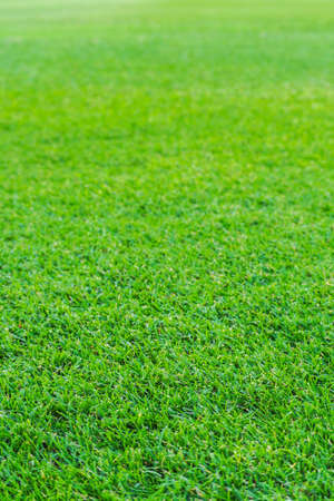 Green grass in soccer stadium. soccer field grass. focus to grass.の写真素材