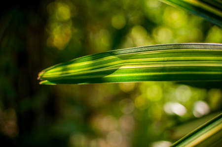 A close up macro shot with Sunlight through on a long green leaf