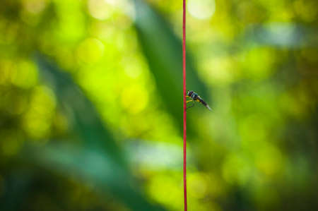 wasp on red rope with green bokeh backgroundの写真素材