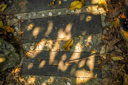 walkway or path in forest with sunny day