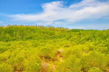 Green tree forest background, beautiful bird eye view on fresh pines in the morning sun light with blue sky and cloud backgroundの写真素材