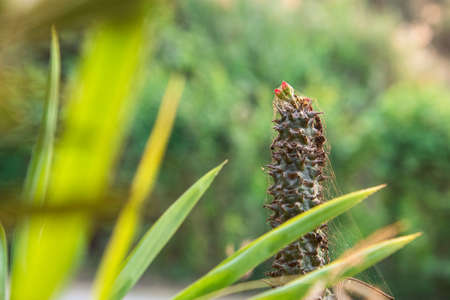 Close up cactus at the garden with green nature background. Minimal style for cactus trendy. Natural...