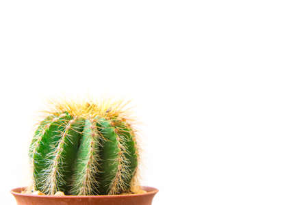 Close up cactus isolated on white background. Minimal style for cactus trendy. Natural design concept.の写真素材