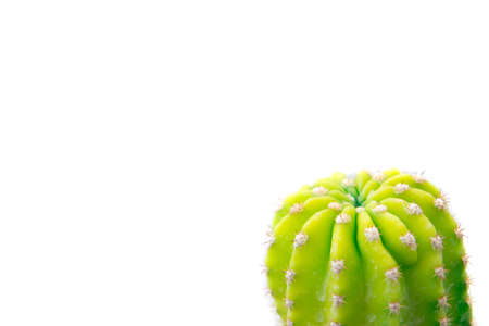 Close up cactus isolated on white background. Minimal style for cactus trendy. Natural design...