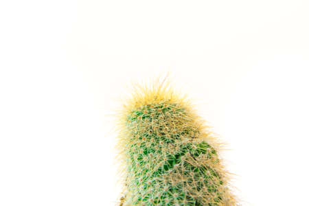 Close up cactus isolated on white background. Minimal style for cactus trendy. Natural design concept.の写真素材