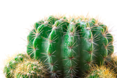 Close up cactus isolated on white background. Minimal style for cactus trendy. Natural design...