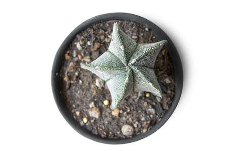 Close up cactus isolated on white background. Minimal style for cactus trendy. Natural design concept.の写真素材