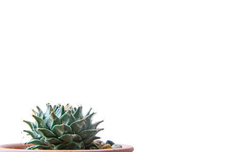 Close up cactus isolated on white background. Minimal style for cactus trendy. Natural design concept.の写真素材