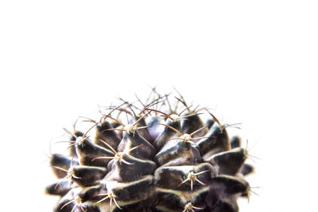 Close up cactus isolated on white background. Minimal style for cactus trendy. Natural design concept.の写真素材