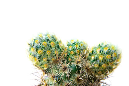 Close up cactus isolated on white background. Minimal style for cactus trendy. Natural design...