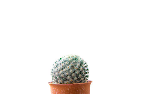 Close up cactus isolated on white background. Minimal style for cactus trendy. Natural design concept.の写真素材