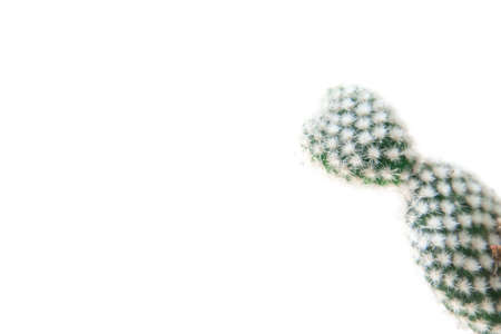 Close up cactus isolated on white background. Minimal style for cactus trendy. Natural design...