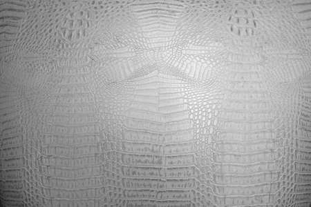 Close up of white Crocodile,Alligator skin texture use for wallpaper background.Luxury Design pattern for Business and Fashion.Top view surface in backdrop.の写真素材