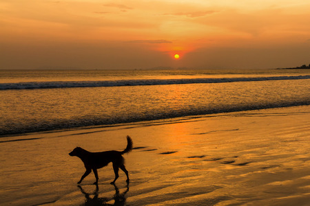 Dogs on the beach at sunsetの写真素材